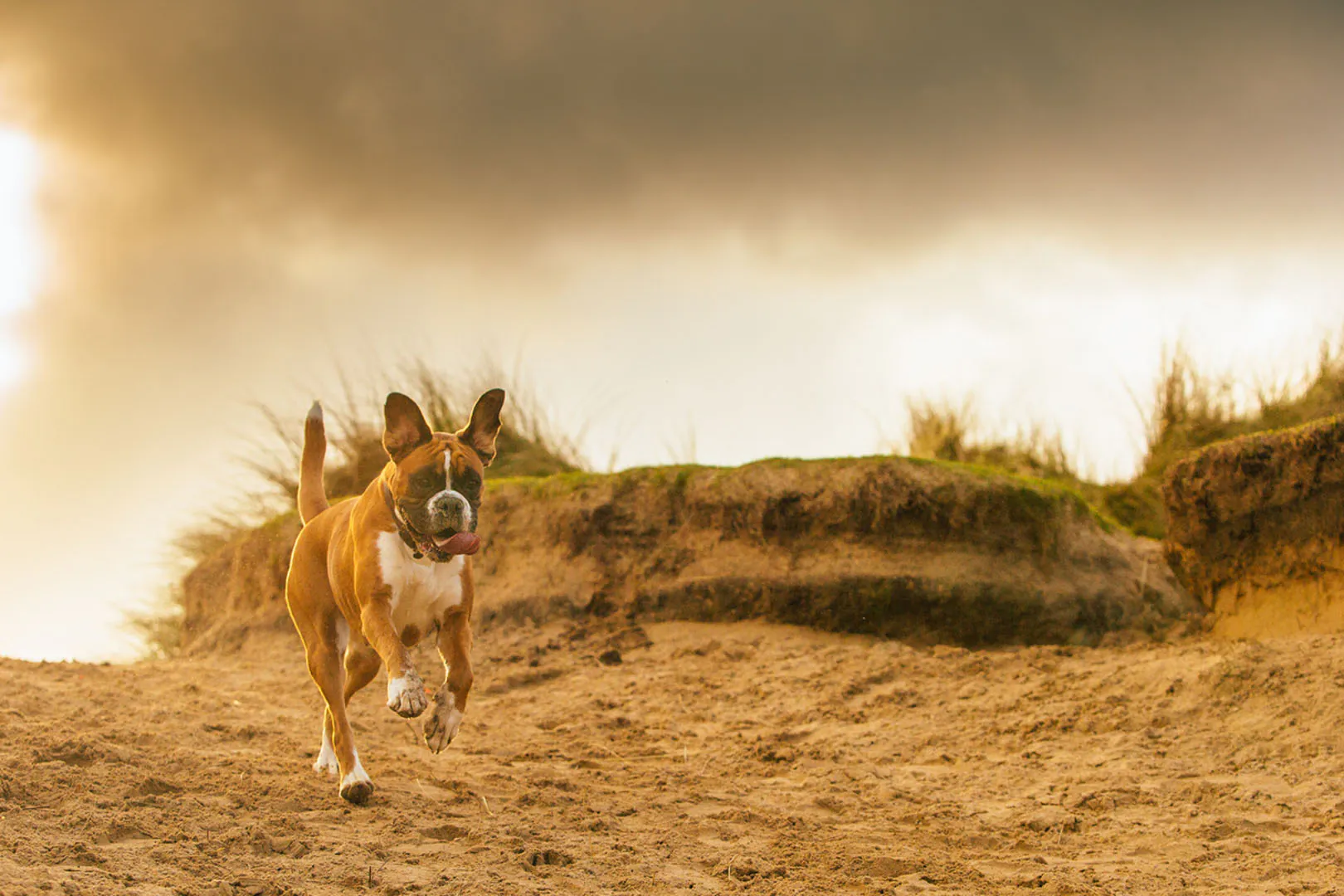 A playful dog dashes across a sandy beach, highlighting the scenic dog walks in West Cornwall.