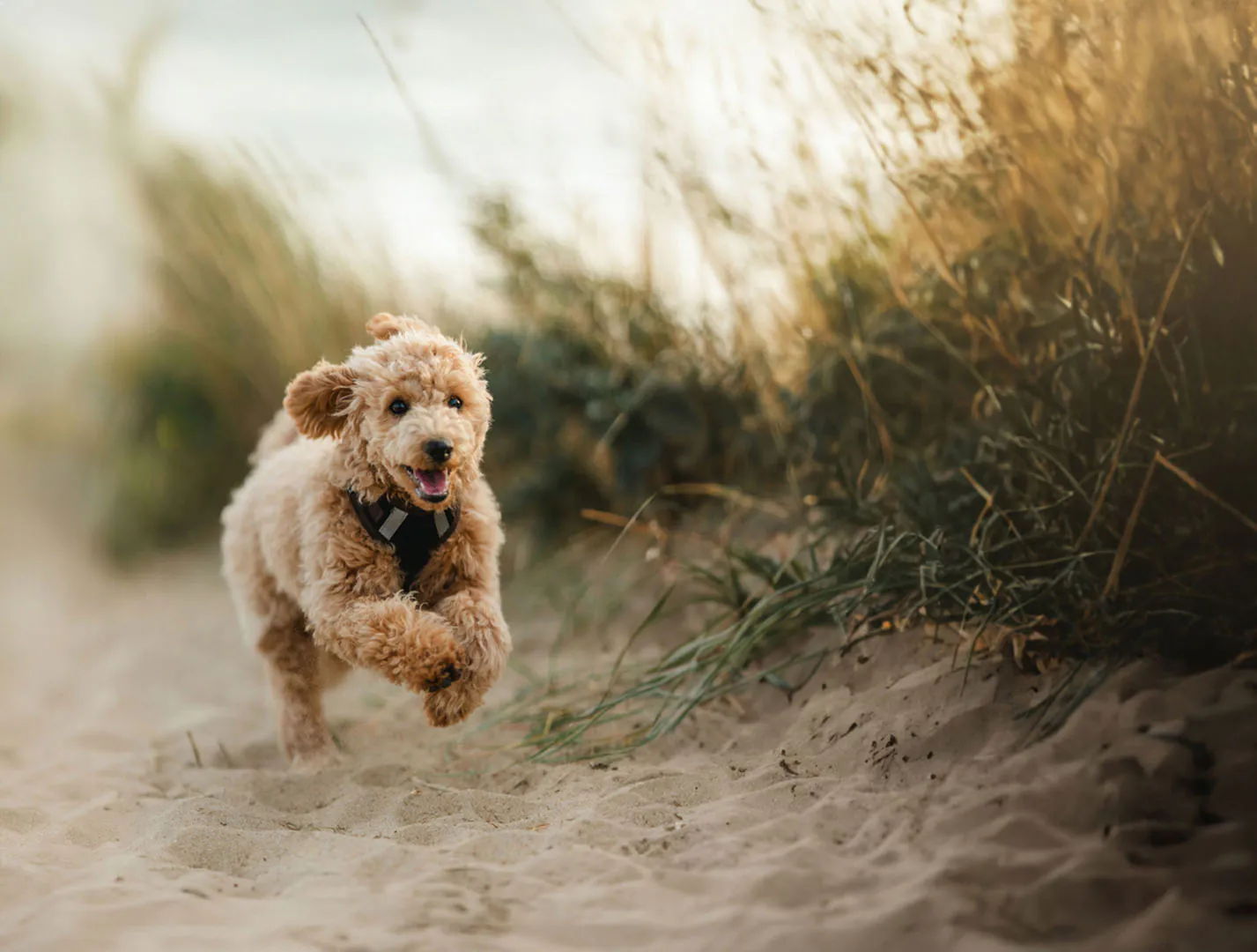 A spirited dog races on the beach, with a backdrop of green grass, embodying the fun of dog-friendly beaches in Cornwall.
