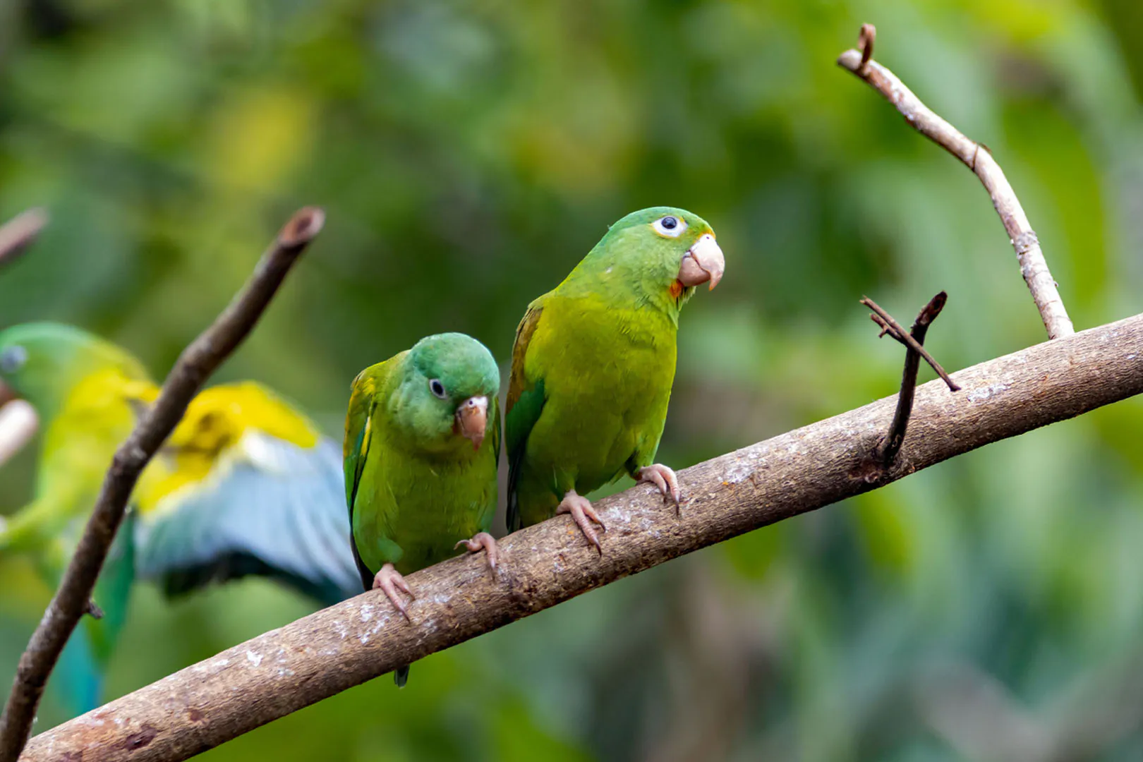 Two vibrant green parrots sitting on a branch at Paradise Park, a fun spot for February Half Term in Cornwall.