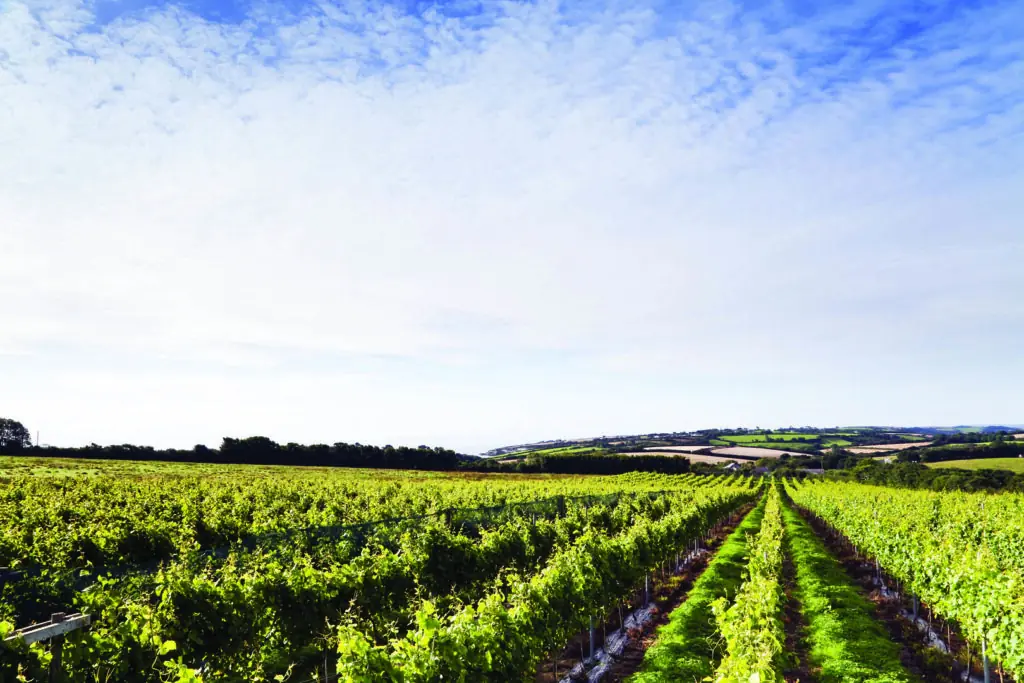 Knightor-Winery-vineyard