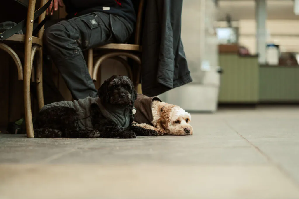 dog-lying-in-cafe-at-The-Lost-Gardens-of-Heligan