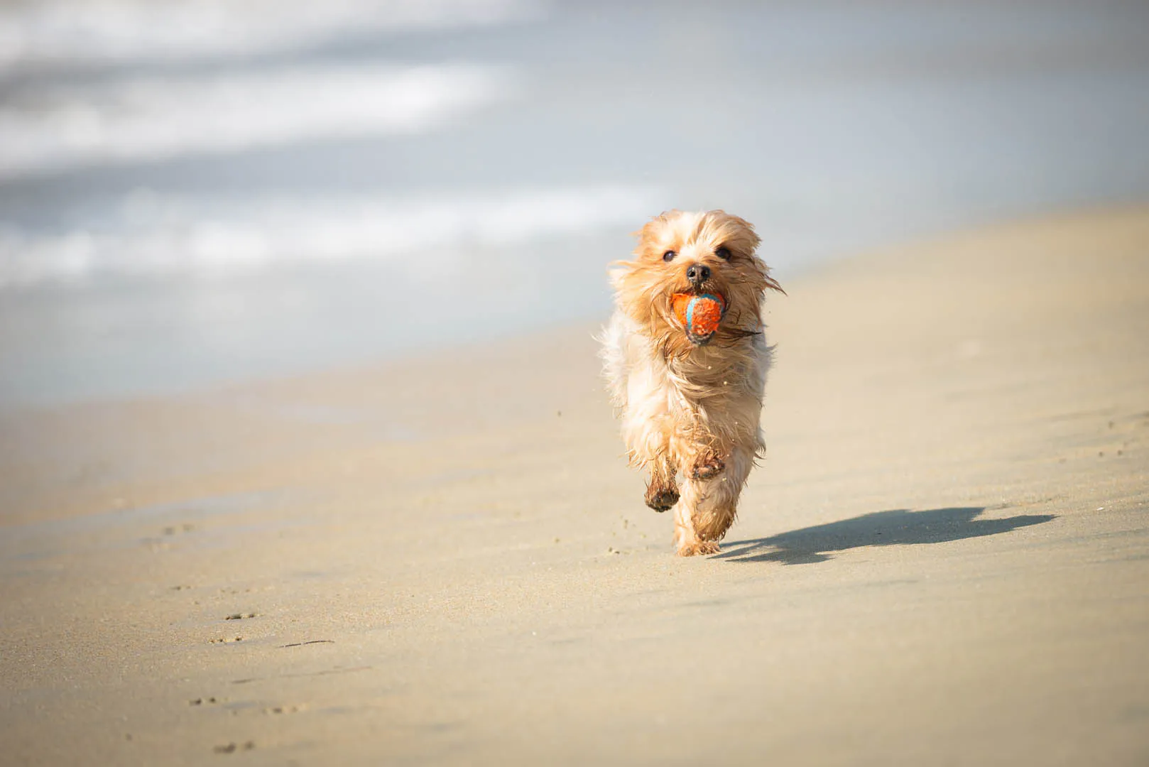 A joyful dog runs on St Ives beach, holding a ball in its mouth, enjoying a sunny day by the sea, a great activity for a dog friendly break in St Ives.