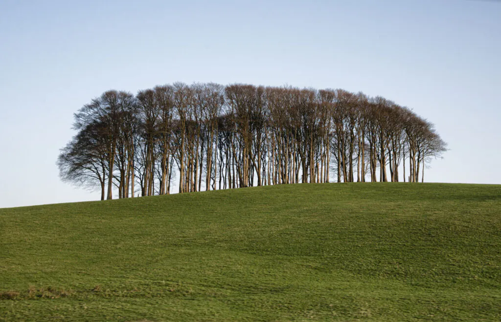 nearly home trees