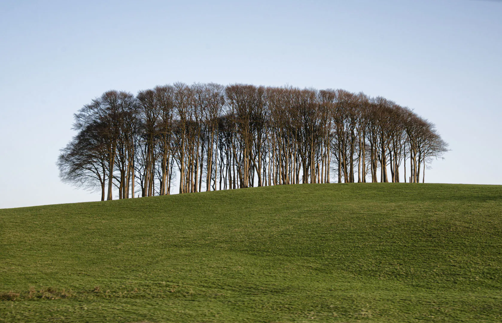 A line of leafless trees on a green hill under a clear blue sky, also known as the Nearly There Trees, an important marker on your car journey to Cornwall.