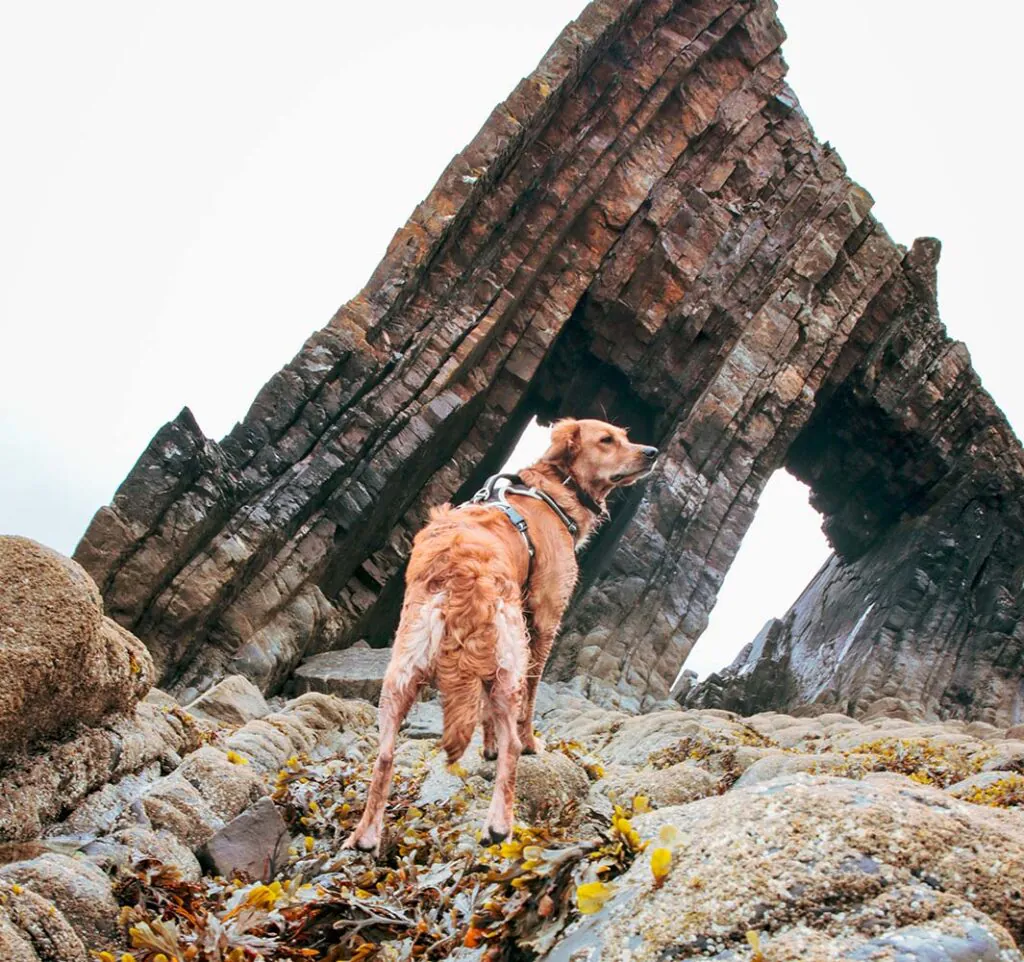 Dog Friendly