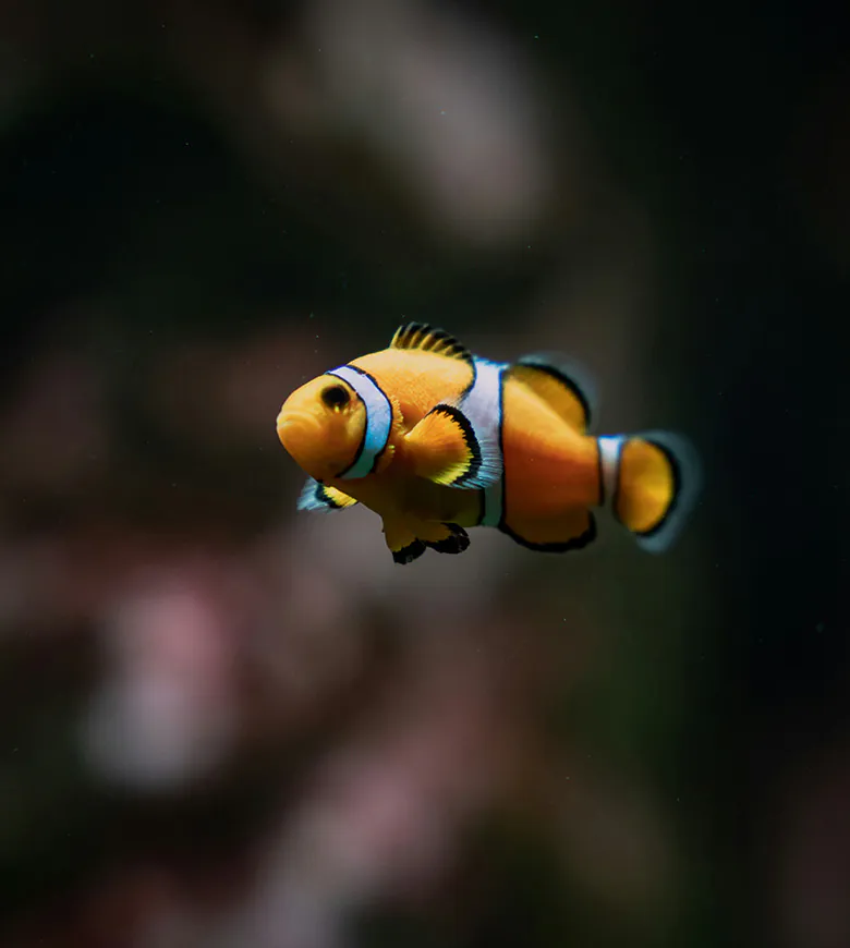 Blue Reef Aquarium