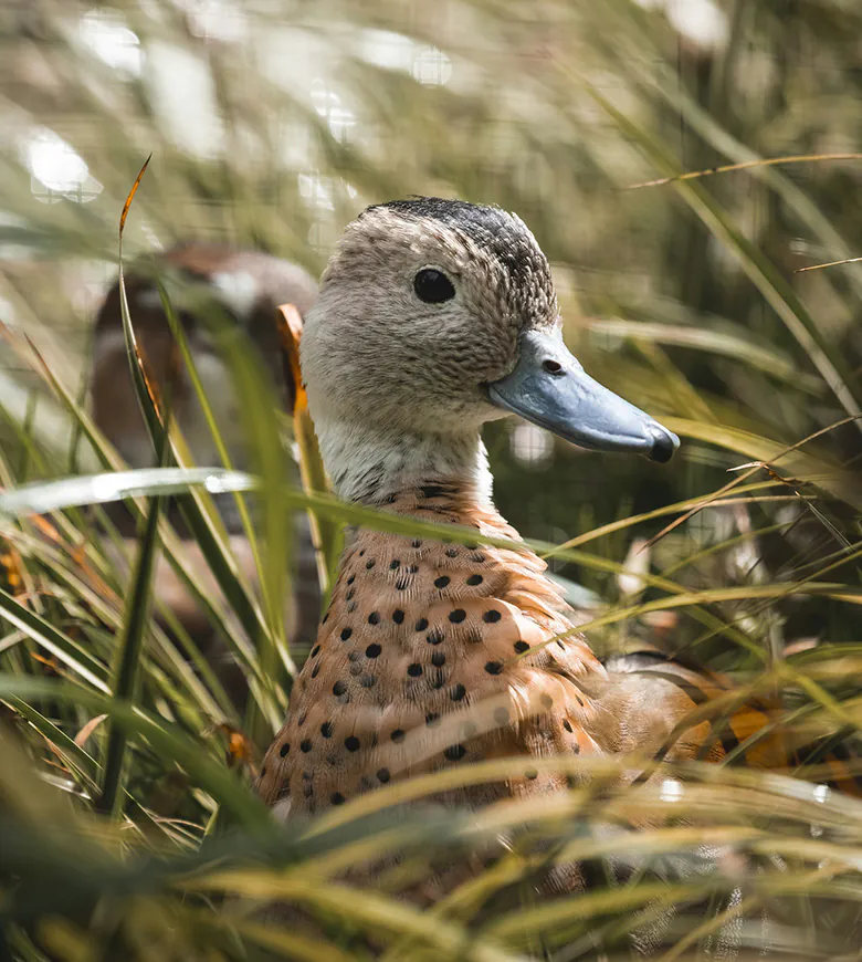 Newquay Zoo